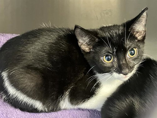 KITTY KUREK, Baby Domestic Short Hair (medium coat), cat for adoption in Paramount, California