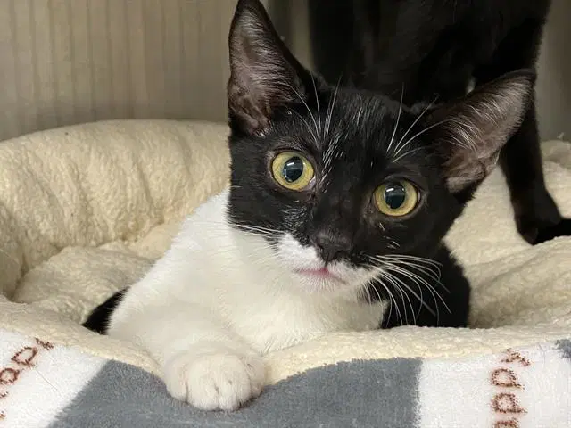 Kitty Kurek - Domestic Short Hair