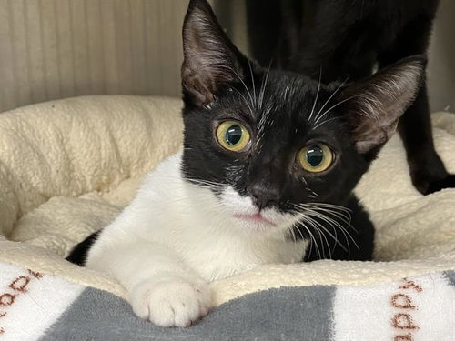 KITTY KUREK, a cat for adoption from Orange County Animal Care Center