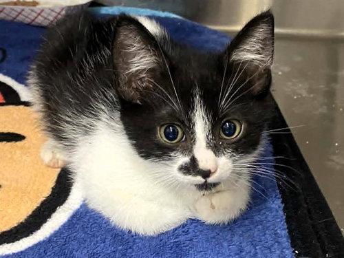 LEMON, an adoptable Domestic Short Hair in Orange, CA