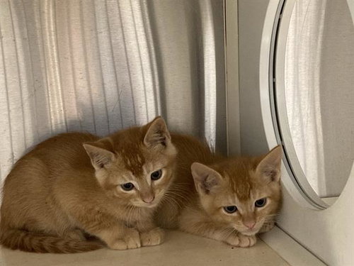 CONQUEST, Baby Domestic Short Hair (medium coat), cat for adoption in Paramount, California