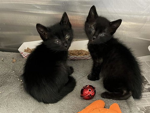 JIMMY BOY, an adoptable Domestic Short Hair in Orange, CA