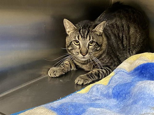 MAX, Adult Domestic Short Hair (medium coat), cat for adoption in Paramount, California