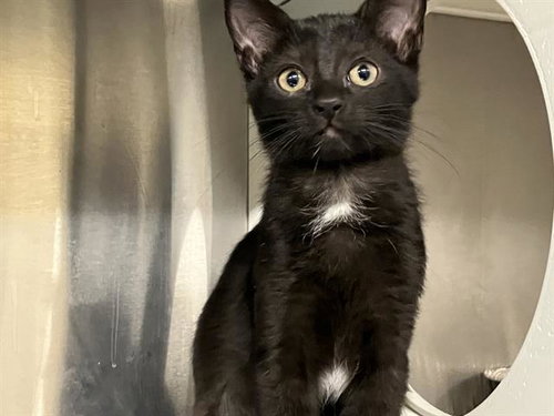 FIONA, an adoptable Domestic Short Hair in Orange, CA