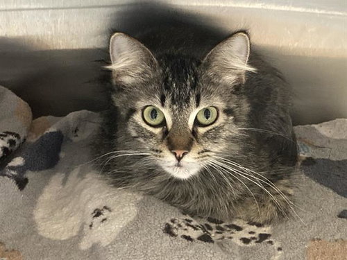 TWEETY, Adult Domestic Medium Hair (medium coat), cat for adoption in Paramount, California