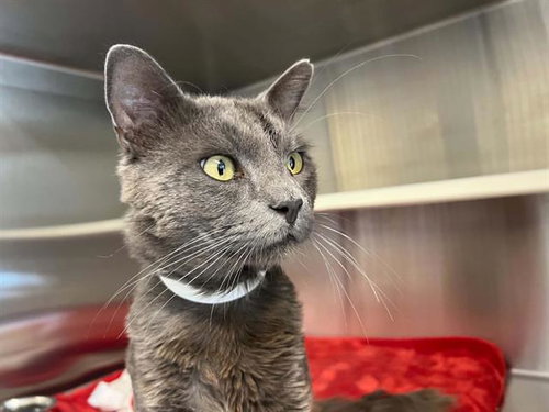 ZEN, an adoptable Domestic Medium Hair in Orange, CA