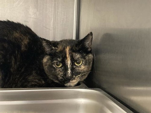 NOVA, Adult Domestic Short Hair (medium coat), cat for adoption in Paramount, California