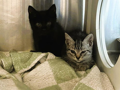 LOBSTER, Baby Domestic Short Hair (medium coat), cat for adoption in Paramount, California