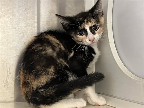 PANCAKE, Baby Domestic Short Hair (medium coat), cat for adoption in Paramount, California