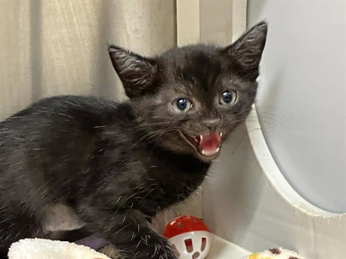 COOKIE, Baby Domestic Short Hair (medium coat), cat for adoption in Paramount, California