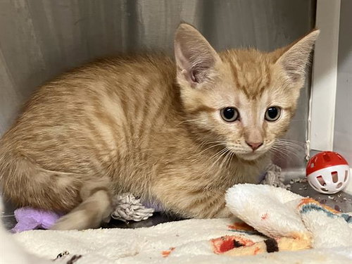 WAFFLES, Baby Domestic Short Hair (medium coat), cat for adoption in Paramount, California