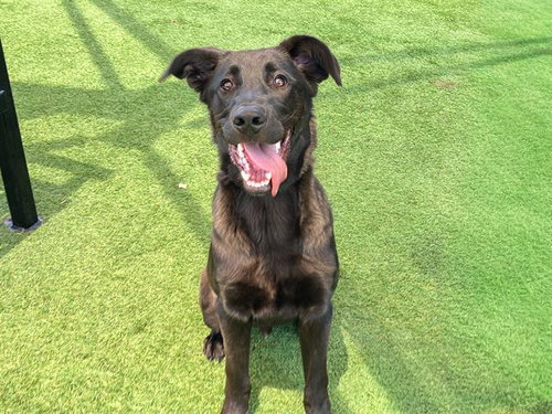 STITCH, an adoptable Belgian Shepherd Malinois in Orange, CA