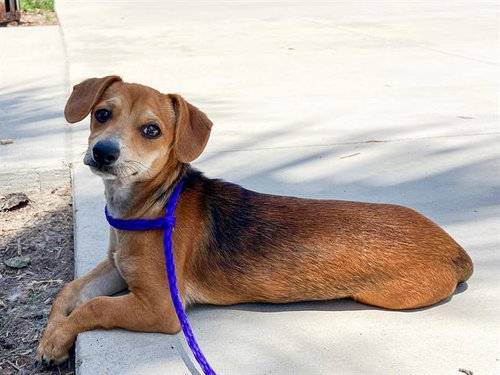PRINCE ERIK, an adoptable Dachshund in Orange, CA