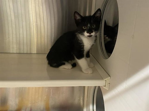 COMET, an adoptable Domestic Short Hair in Orange, CA