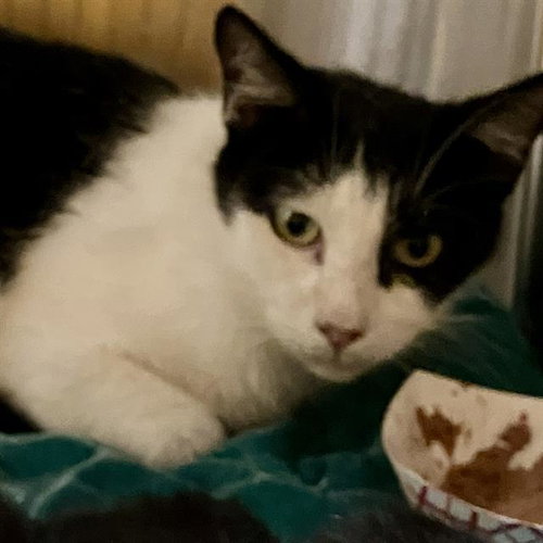 MARCH, Adult Domestic Short Hair (medium coat), cat for adoption in Paramount, California