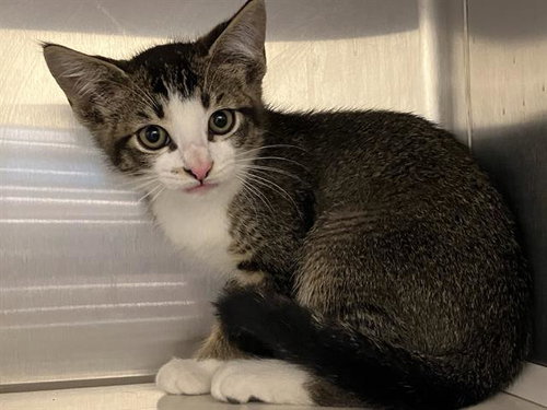 GLITZ, Baby Domestic Short Hair (medium coat), cat for adoption in Paramount, California