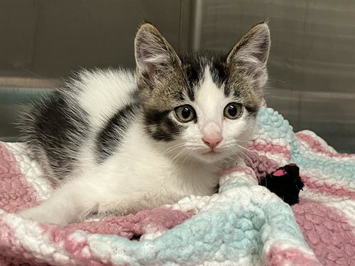 STATIC, Baby Domestic Short Hair (medium coat), cat for adoption in Paramount, California