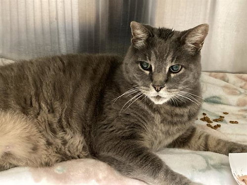 MR. GQ, Adult Domestic Short Hair (medium coat), cat for adoption in Paramount, California