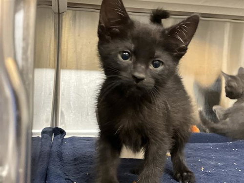 MARINA, Baby Domestic Short Hair (medium coat), cat for adoption in Paramount, California