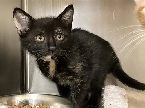 MARTHA, Baby Domestic Short Hair (medium coat), cat for adoption in Paramount, California