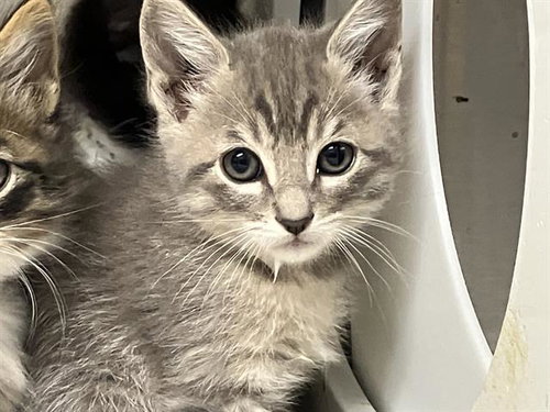 PAPAYA, Baby Domestic Short Hair (medium coat), cat for adoption in Paramount, California