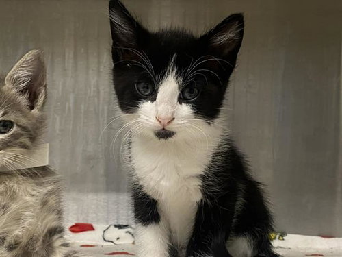 PLUM, Baby Domestic Short Hair (medium coat), cat for adoption in Paramount, California