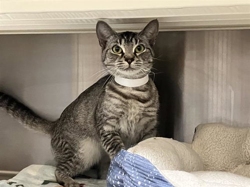 NATAYLA, Adult Domestic Short Hair (medium coat), cat for adoption in Paramount, California