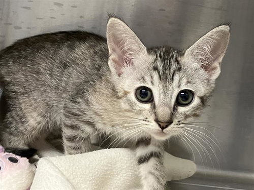 AGATHA, Baby Domestic Short Hair (medium coat), cat for adoption in Paramount, California