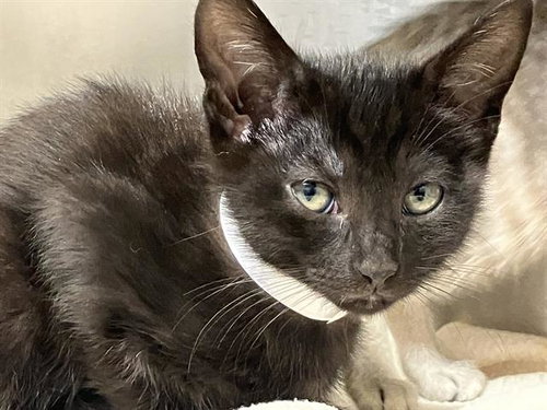 VISION, Baby Domestic Short Hair (medium coat), cat for adoption in Paramount, California