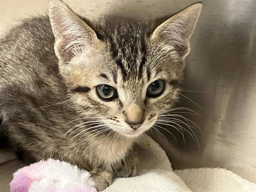 FALCON, Baby Domestic Short Hair (medium coat), cat for adoption in Paramount, California