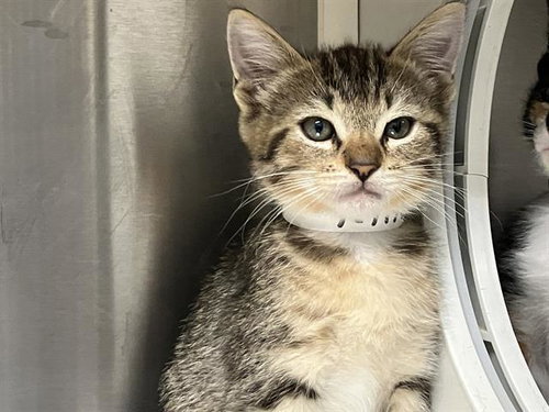 HULK, Baby Domestic Short Hair (medium coat), cat for adoption in Paramount, California