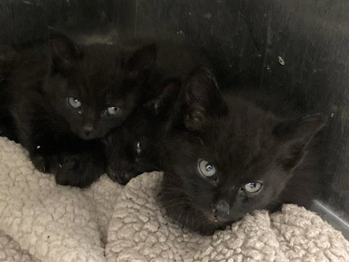 GALAXY, Baby Domestic Short Hair (medium coat), cat for adoption in Paramount, California