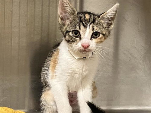ERIN, Baby Domestic Short Hair (medium coat), cat for adoption in Paramount, California