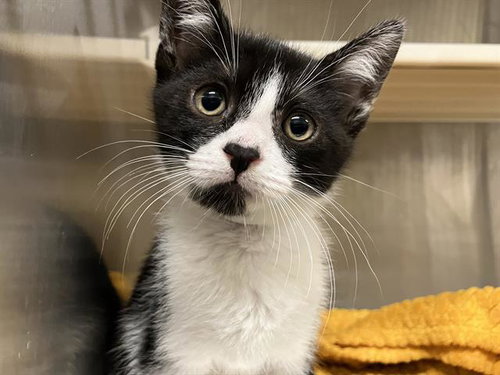 DANNY, Baby Domestic Short Hair (medium coat), cat for adoption in Paramount, California