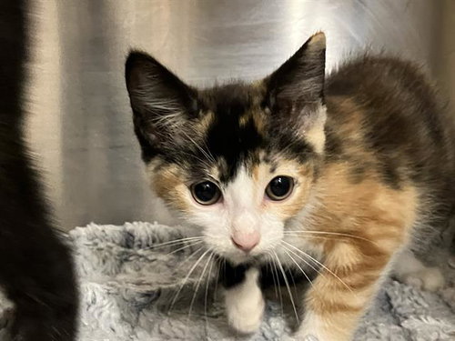 SAORISE, Baby Domestic Short Hair (medium coat), cat for adoption in Paramount, California