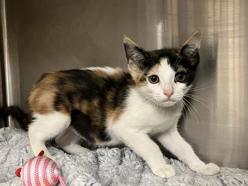 SAFFRON, Baby Domestic Short Hair (medium coat), cat for adoption in Paramount, California