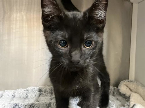 SIMON, Baby Domestic Short Hair (medium coat), cat for adoption in Paramount, California