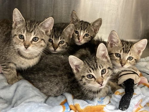 PEBBLE, Baby Domestic Short Hair (medium coat), cat for adoption in Paramount, California