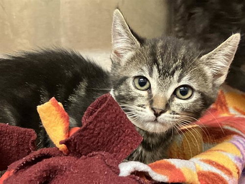 ELLE, Baby Domestic Short Hair (medium coat), cat for adoption in Paramount, California