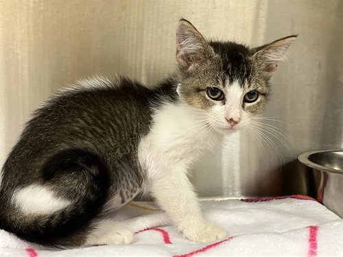 AMETHYST, Baby Domestic Short Hair (medium coat), cat for adoption in Paramount, California