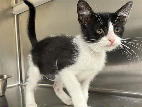 AMBER, Baby Domestic Short Hair (medium coat), cat for adoption in Paramount, California