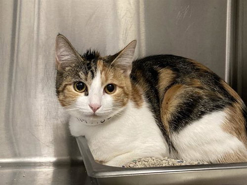 HARPER, Adult Domestic Short Hair (medium coat), cat for adoption in Paramount, California