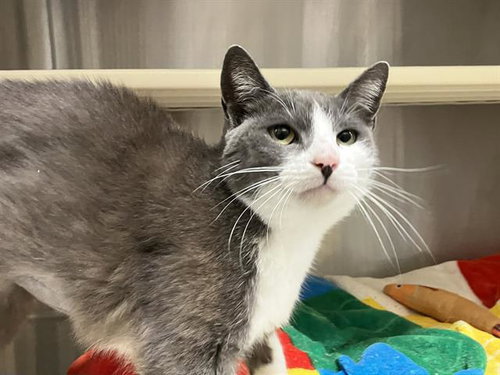 ANALISE, Adult Domestic Short Hair (medium coat), cat for adoption in Paramount, California