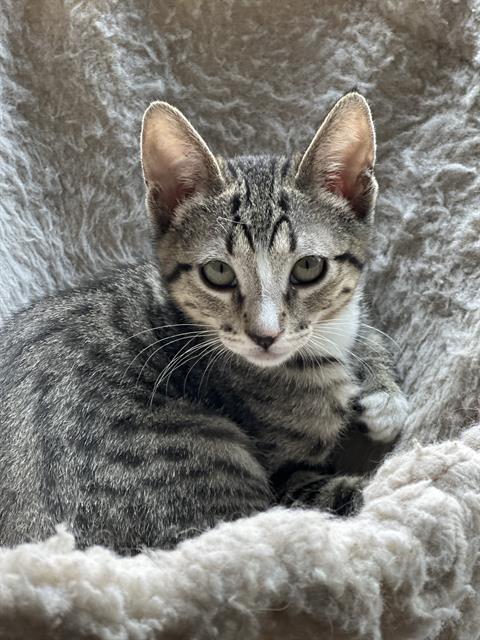 LEWIS, Baby Domestic Short Hair (medium coat), cat for adoption in Paramount, California