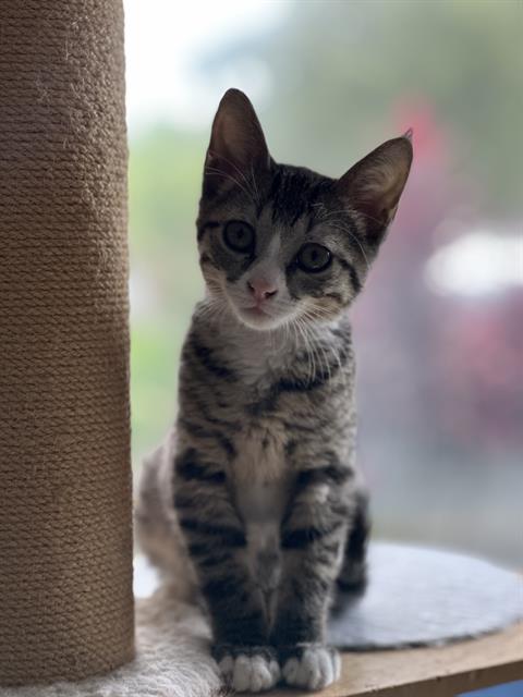 CLARK, Baby Domestic Short Hair (medium coat), cat for adoption in Paramount, California