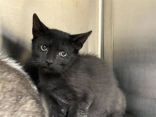 SELENITE, Baby Domestic Short Hair (medium coat), cat for adoption in Paramount, California
