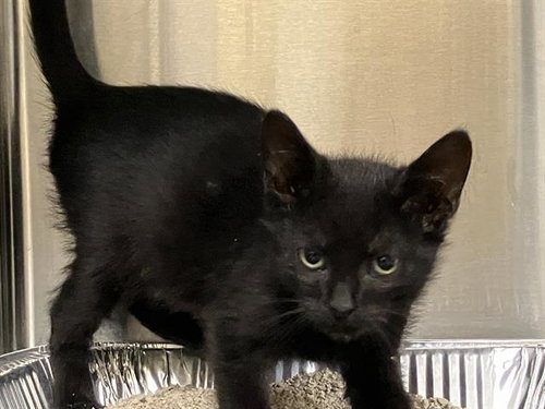 QUARTZ, Baby Domestic Short Hair (medium coat), cat for adoption in Paramount, California