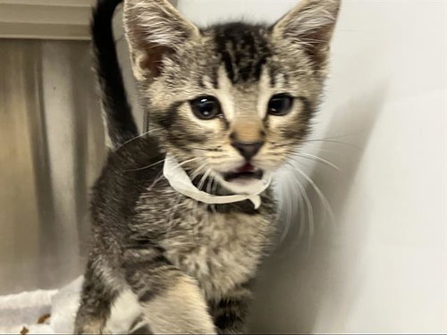 MONKEY, Baby Domestic Short Hair (medium coat), cat for adoption in Paramount, California