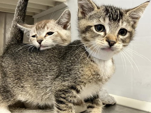 LION, Baby Domestic Short Hair (medium coat), cat for adoption in Paramount, California