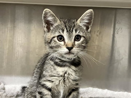 CHEETAH, Baby Domestic Short Hair (medium coat), cat for adoption in Paramount, California